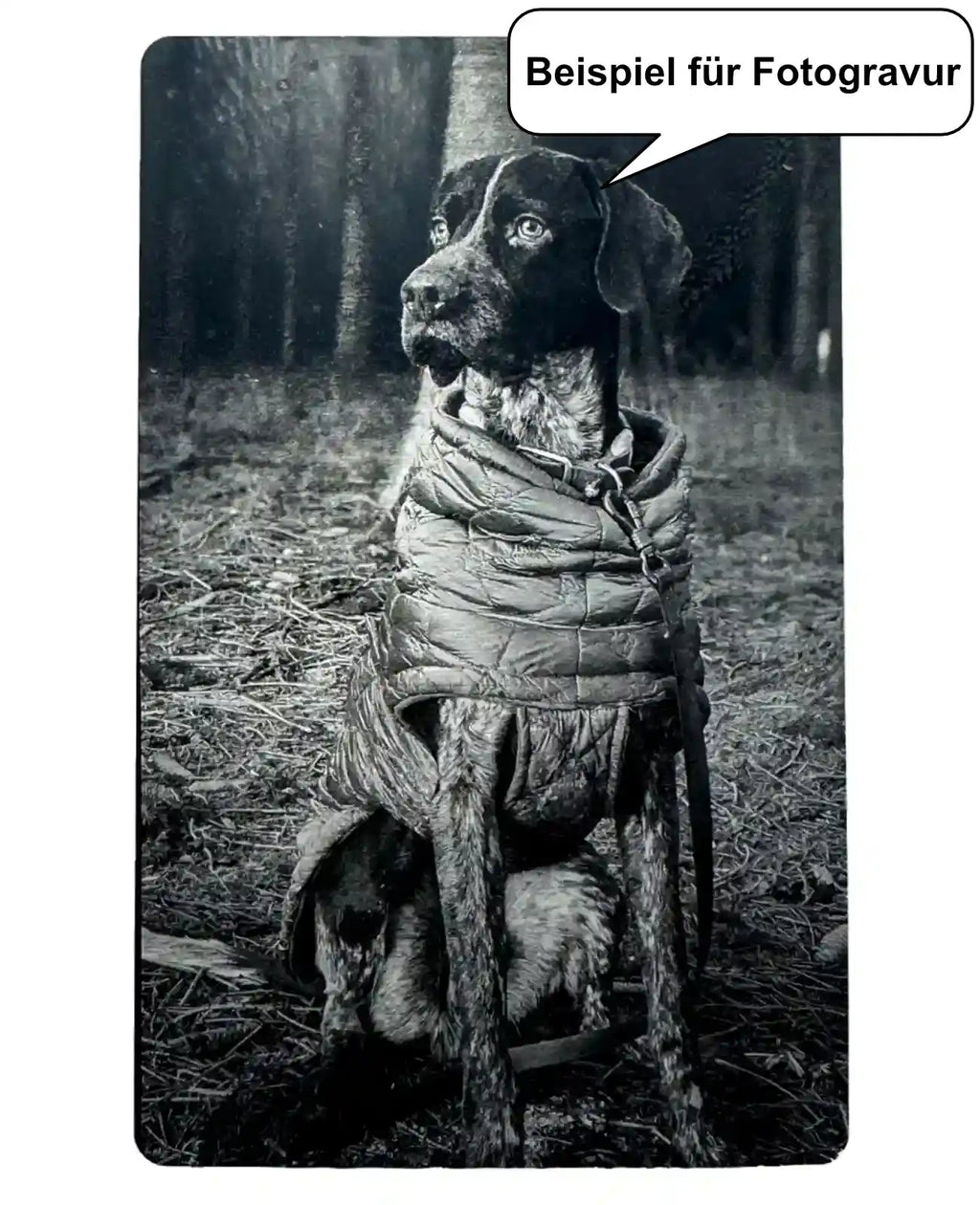 Beispiel für Fotogravur Hund
