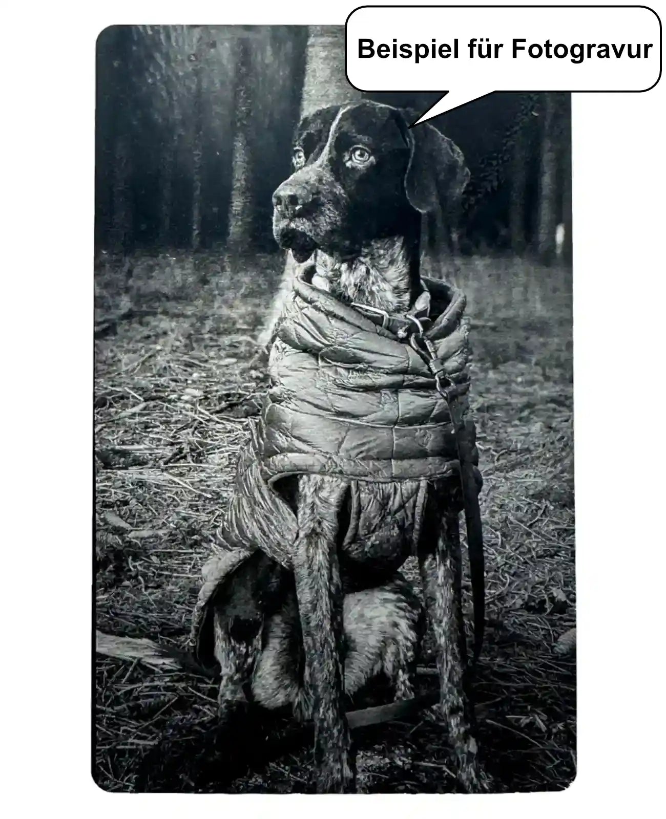Beispiel für Fotogravur Hund